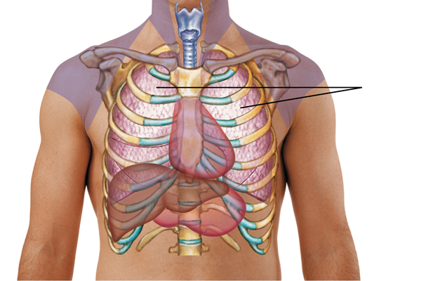 <p>which tone would the nurse expect to hear when percussing the indicated area?</p><p></p><ul><li><p>dullness</p></li><li><p>flatness</p></li><li><p>resonance</p></li><li><p>tympany</p></li></ul><p></p>