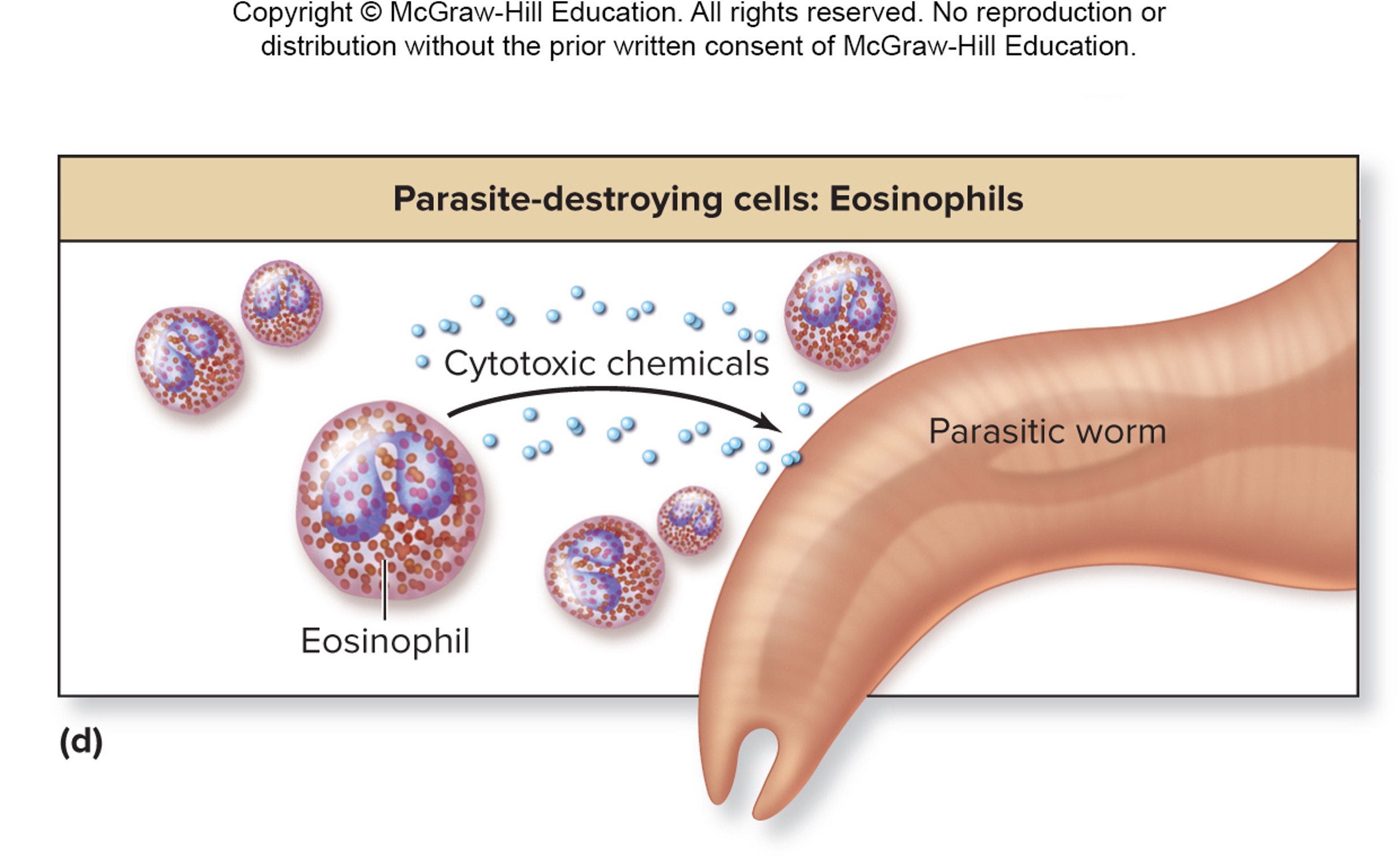 <p>release proteins (enzymes and toxic substances)  that form transmembrane pores in parasite’s cells</p>
