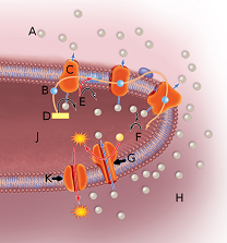 In the above image, the orange globule embedded in the membrane labeled by the letter G represents

A. a proton or hydrogen ion.
B. a proton pump.
C. the ATP synthase complex.
D. NADH