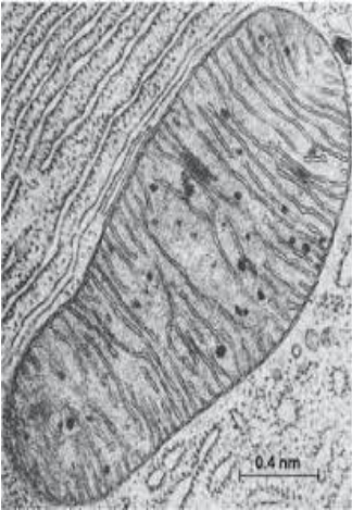 <p>THIS PHOTO REPRESENTS</p>