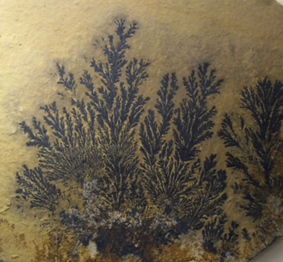 <p>somewhat plant-like</p>