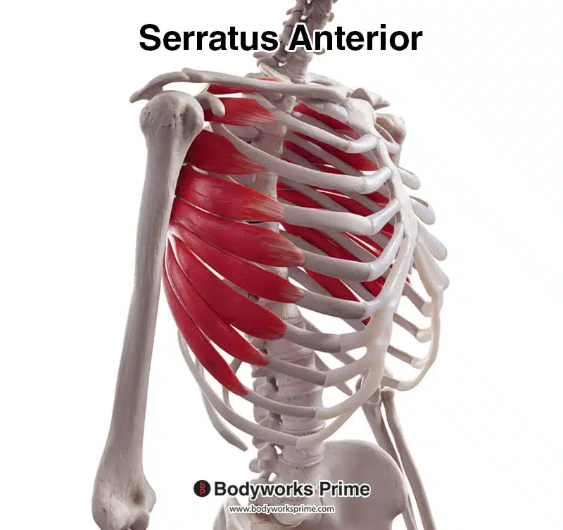 <p><span>Protracts scapula (holds against thoracic wall).</span></p>