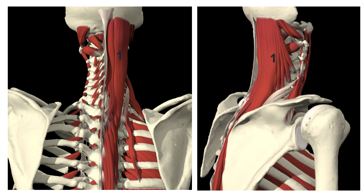 <p><span>m. semispinalis capitis</span></p>