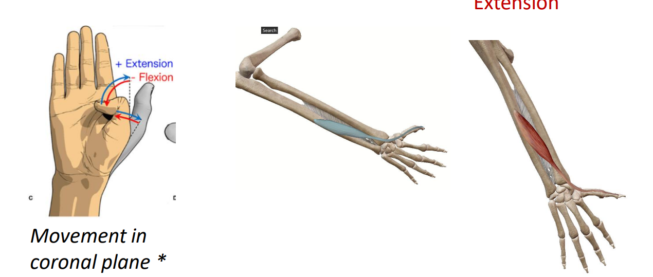 <p>- movement of thumb</p><p>- movement in coronal plane (not in saggital like expected)</p><p>- extensor means extension, pollicis means thumb, longus means long</p><p>ANIMATION ON SLIDE 31</p>