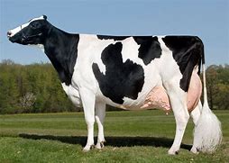 Origin: Holland

Color: black and white (can be red)

The most popular modern breed

highest fluid milk content breed

large framed

Downside: Lower milk fat