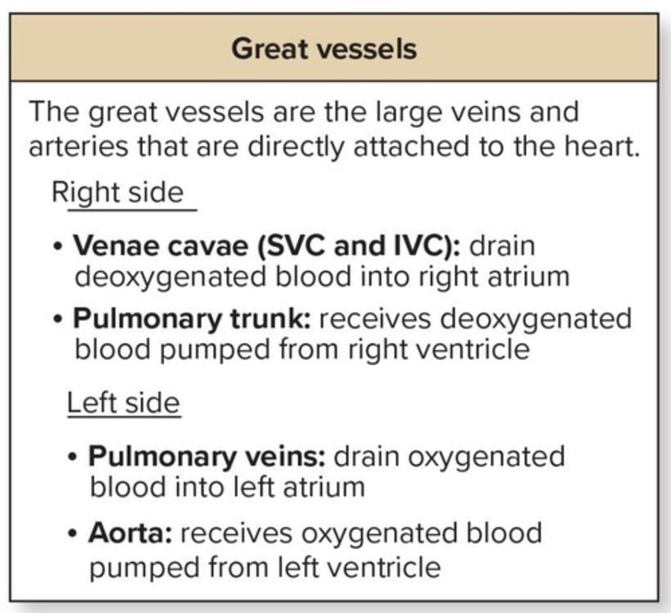 <p>Superior vena cava, inferior vena cava, pulmonary trunk, pulmonary veins, aorta.</p>