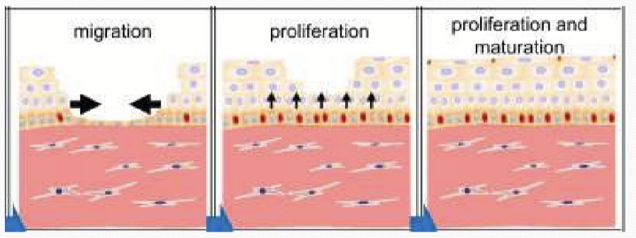 <p>Mitosis and differentiation of transit amplifying cells (TACs) resumes and continues until full thickness is restored </p>