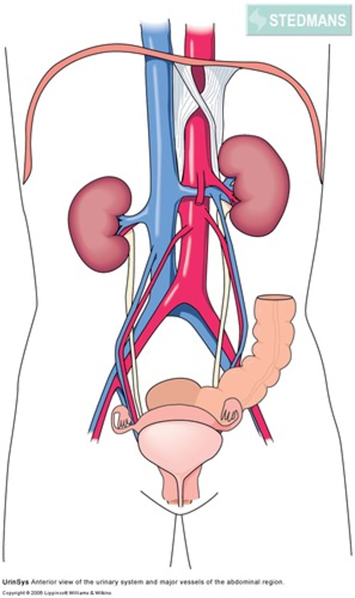 <p>urine, urinary tract</p>