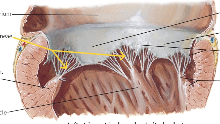 <p>Which valve of heart:</p><ul><li><p>Fine cords that anchor to cusps</p></li><li><p>Inside left ventricle</p></li></ul><p></p>
