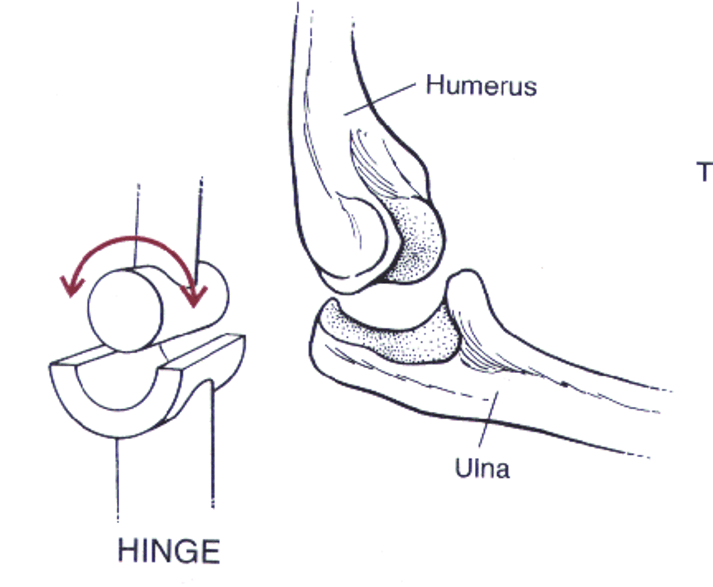 <p>elbow and knee</p>