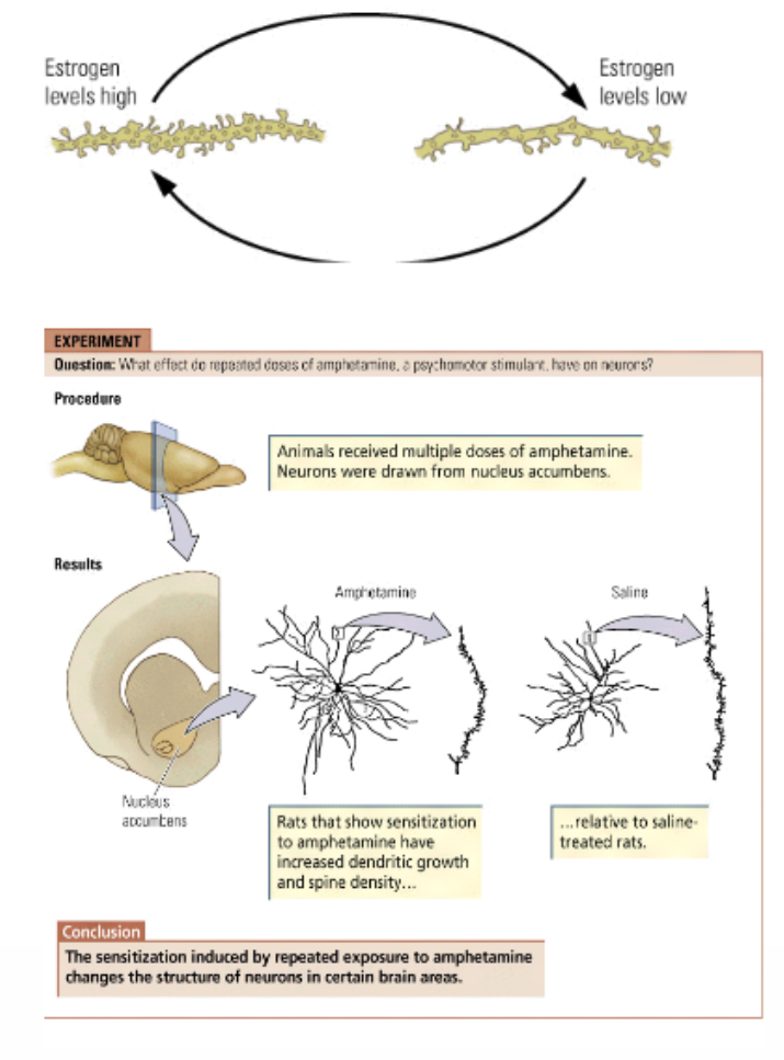 <ol><li><p><strong>Hormones </strong>(ch8)</p><ul><li><p>Can influence synaptic organization.</p><ul><li><p>Glucocorticoids (stress) may lead to hippocampal cell death. </p></li><li><p>Estrogen fluctuations (menstrual cycle) may alter dendritic spines (and synapse) numbers.</p></li></ul></li></ul></li><li><p><strong>Neurotrophic factors </strong>(ch8)</p><ul><li><p>Stimulate the development of stem cells to neuraon or glial cells.</p></li><li><p>Induce synaptic reorganization as well.</p></li></ul></li><li><p><strong>Psychoactive drugs</strong> (ch6)</p><ul><li><p>Sensitization induced by repeated drug intake may enhance behavioral effects due to increased dendritic growth → Drug-induced behavioral sensitization in amphetamine. </p></li></ul></li></ol><p></p>