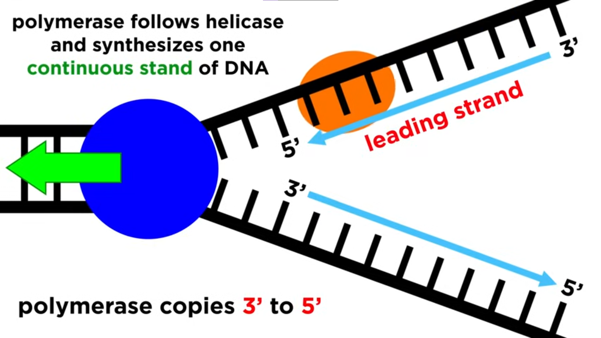 <p>strand of DNA that is synthesized continuously</p><ul><li><p>towards the fork</p></li></ul><p></p>