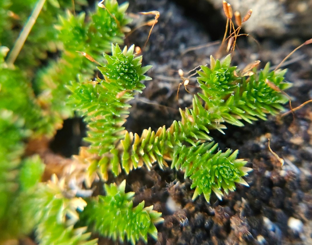<p>Spike moss</p>