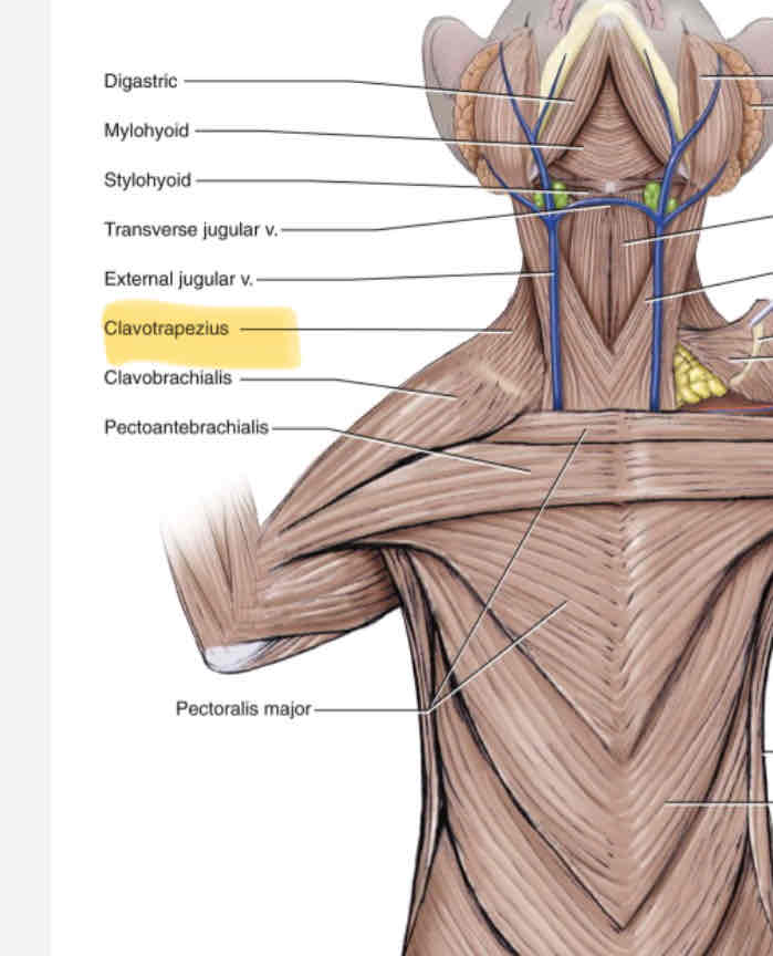 <p>back of the head; neck </p>