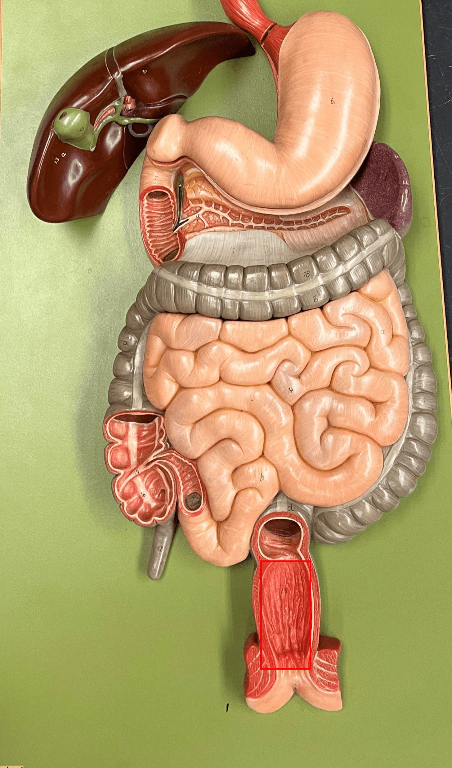• The final two inches of the rectum.

• Contains anal columns along the inner wall.