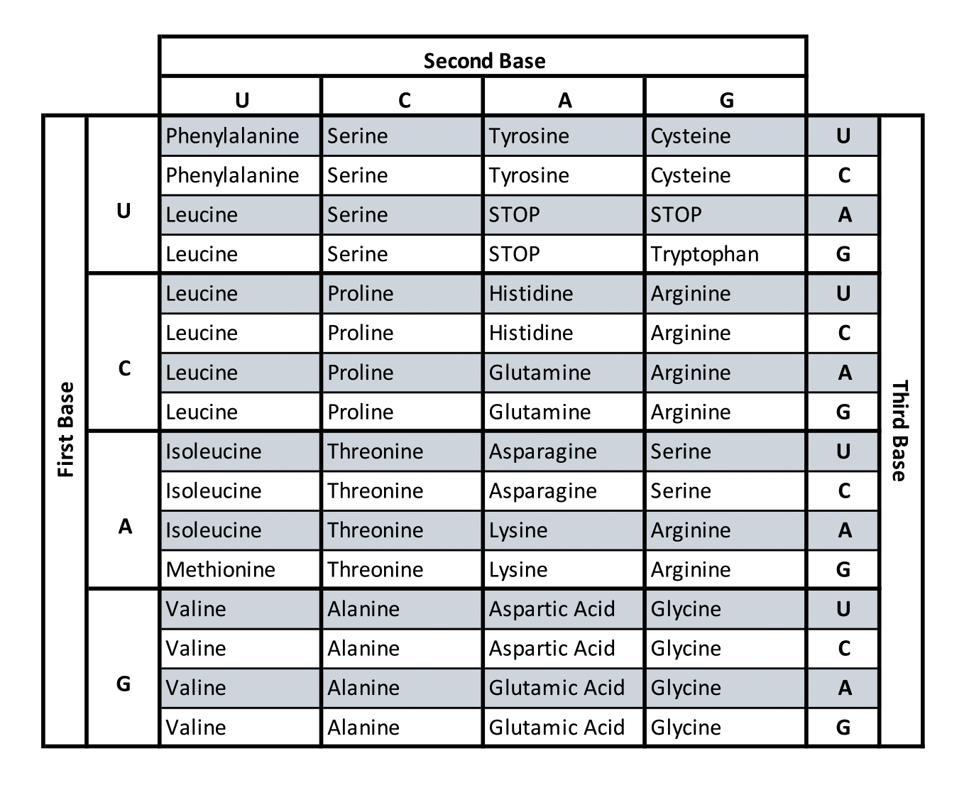 <p>A partial mRNA segment and codon chart are shown below.&nbsp;</p><p><strong>mRNA segment:&nbsp; &nbsp; &nbsp; 5' U G U G A C U A G 3'</strong></p><p><span>What is the amino acid sequence encoded for by this mRNA molecule?&nbsp;</span></p>