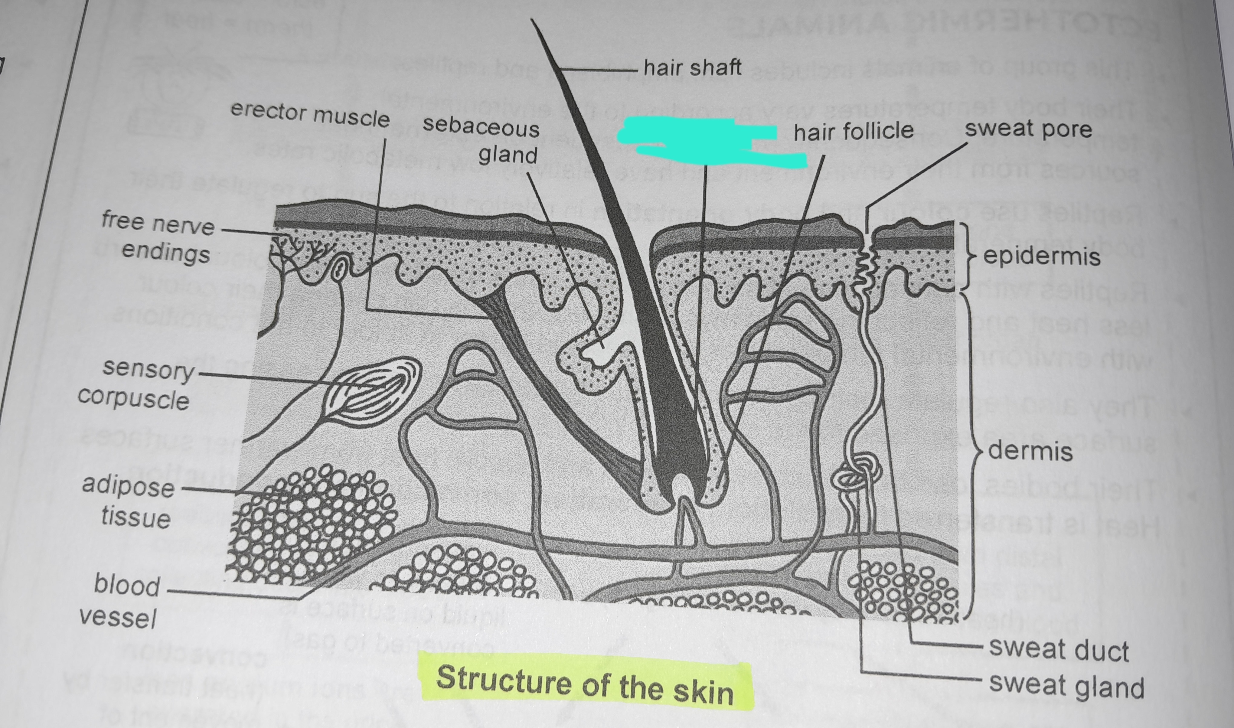 term image
