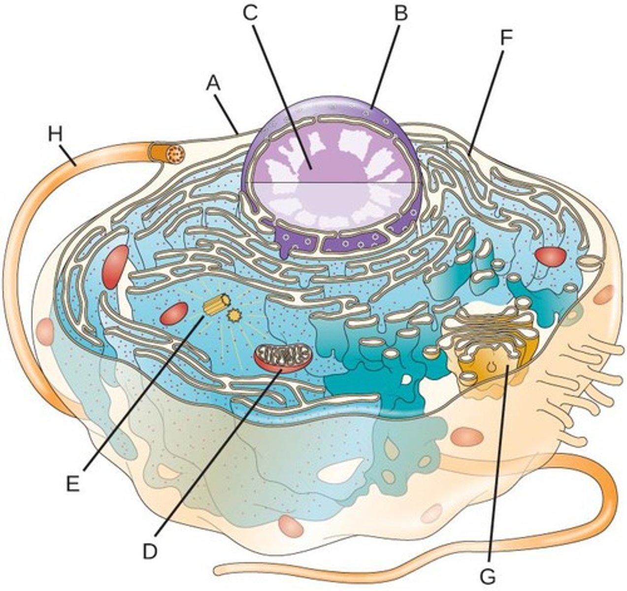 <p>A system of membranes in eukaryotic cells that includes the nuclear envelope, endoplasmic reticulum, Golgi apparatus, lysosomes, and vesicles, involved in the synthesis, modification, and transport of proteins and lipids.</p>
