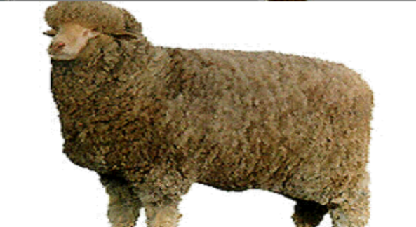 <p>Spain; major breed in Australia and New Zealand, finest wool, good staple length, heavy grease weight, but poor carcasses </p>