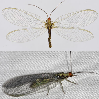 <p><span>Zeer zeldzaam. Recentelijk slechts drie keer aangetroffen in Zuid-Limburg. Grote, geelgroene gaasvlieg met een brede gele middenstreep op het borststuk, geflankeerd door 2 zwarte zijstrepen die samenvloeien tot 1 zwarte rugstreep op het achterlijf. De kop is feloranje tot oranjerood. De vleugeladering is hoofdzakelijk zwart. De </span><em>Nothochrysa</em><span>-soorten hebben een rechthoekige intramediane cel in plaats van een driehoekige cel, waarmee ze zich onderscheiden van andere groene gaasvliegen.</span></p>