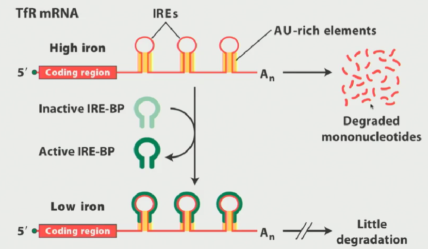 <ul><li><p>Iron is necessary for survival, but toxic if levels get too high</p></li><li><p>Iron levels must be regulated by the transferrin receptor</p></li><li><p>Transferrin receptor is critical for bringing iron into the cell so that it can maintain reasonable intracellular levels of iron</p></li><li><p>If intracellular levels of iron are high, you do not want to bring more iron into the cell so you want to<strong> disable the transferrin receptor</strong></p></li><li><p><strong>Cells evolved a means of doing it by destabilizing transferrin mRNA</strong></p></li><li><p><strong>Transferrin receptor mRNA has <mark data-color="#d5ec79" style="background-color: rgb(213, 236, 121); color: inherit;">RNA stem loop secondary structures referred to as iron-responsive elements</mark></strong></p></li><li><p><strong>these elements have <mark data-color="#f38585" style="background-color: rgb(243, 133, 133); color: inherit;">AU ruch elements present on their stems</mark></strong></p></li><li><p><strong><mark data-color="#f38585" style="background-color: rgb(243, 133, 133); color: inherit;">These AU rich elements recruit RNA degradation machinery</mark> and, under high iron conditions, the transferrin receptor mRNA is rapidly degraded</strong></p></li></ul><p></p>