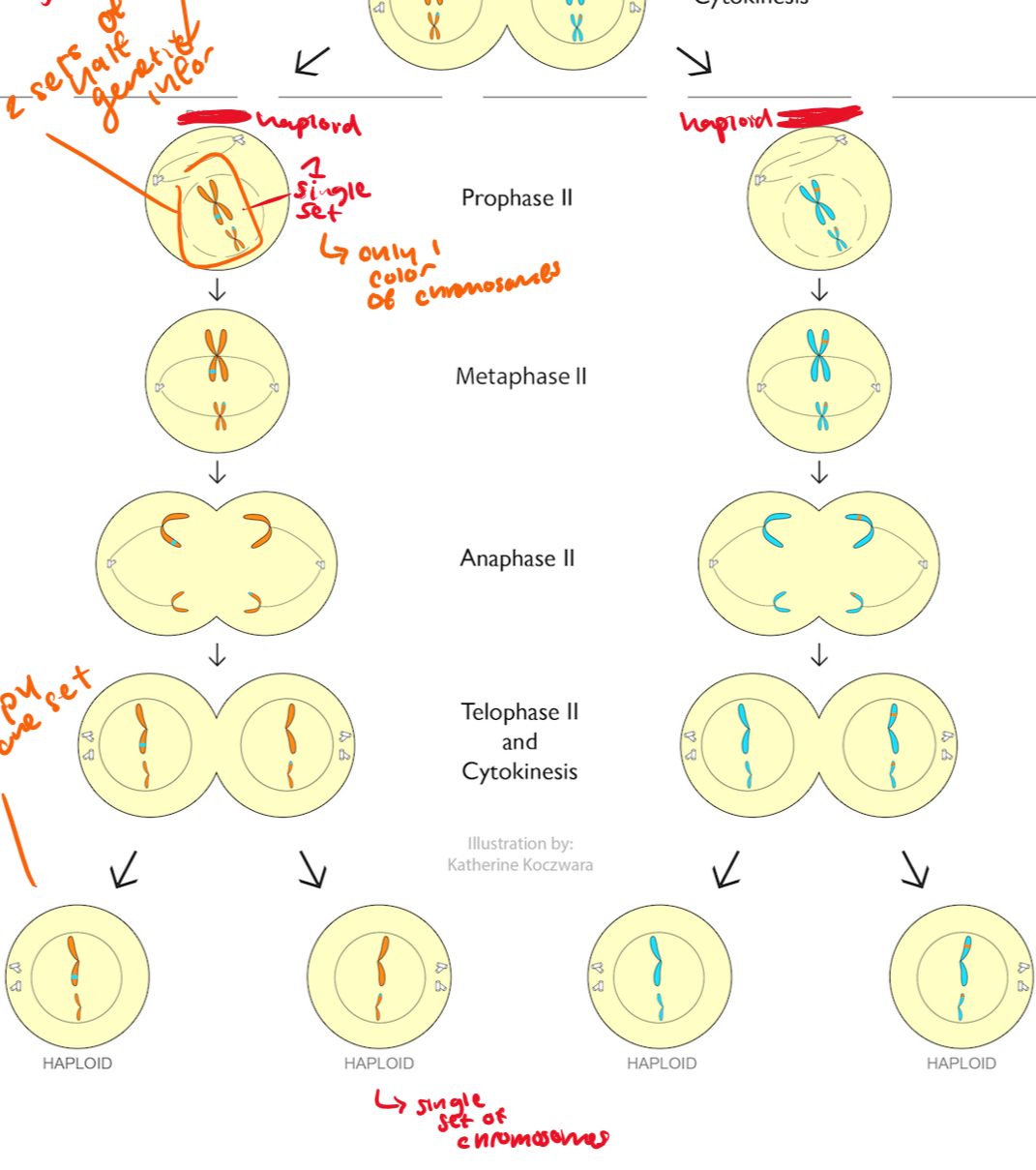 <p>chromatids move to each pole. </p><p>centromeres divide</p><p>sister chromatids are finally separated basically</p>