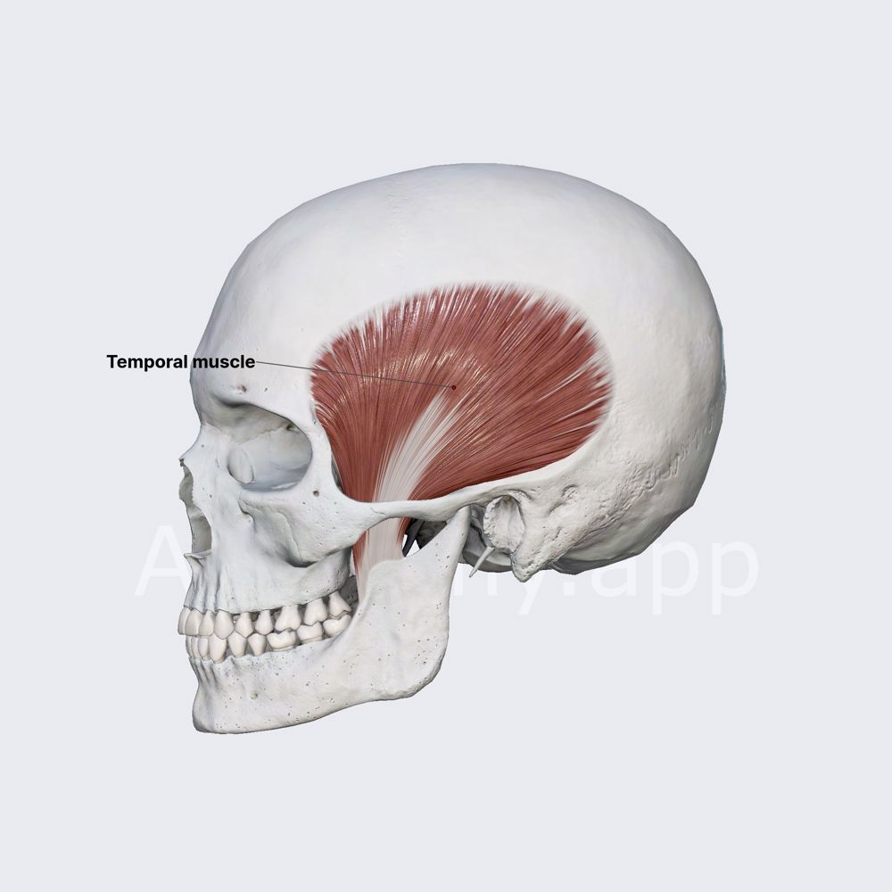 <p>Chewing (mastication), closes jaw</p><ul><li><p>temporal bone</p></li></ul><p></p>