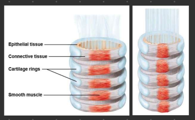 <p>trachea (windpipe) </p>