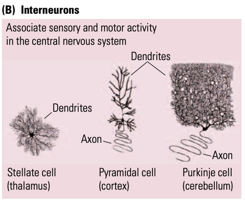 links up sensory and motor neuron activity in the CNS