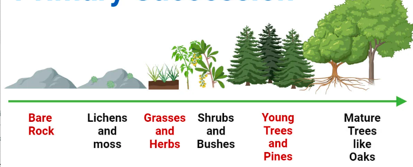 <ul><li><p>when plants and animals first colonize a barren, lifeless habitat<span>.</span></p><ul><li><p><span>ex.) </span>when lava cools and creates new rocks</p></li></ul></li></ul>