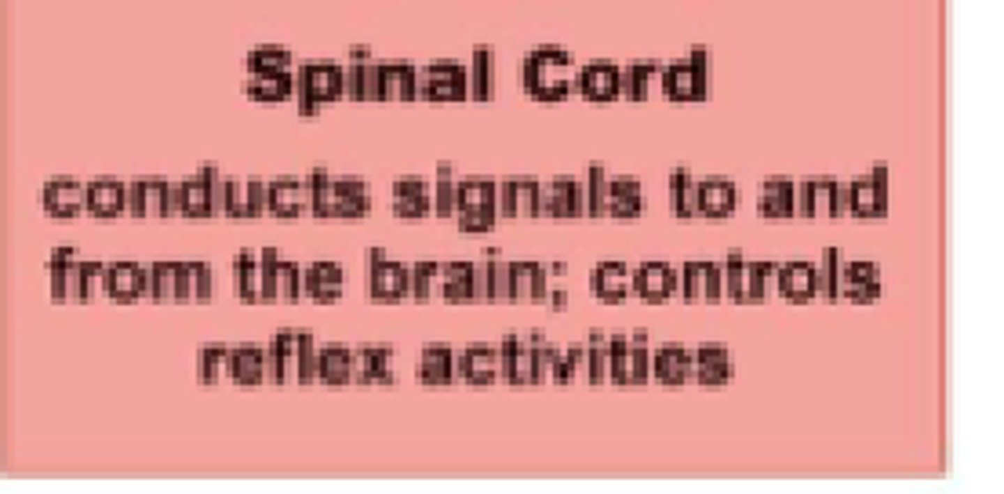 <p>1) Carries sensory nerve impulses from the sensory receptors to the brain.</p><p>2) Carries motor nerve impulses from the brain to the effectors.</p><p>3) It serves as a reflex center.</p>
