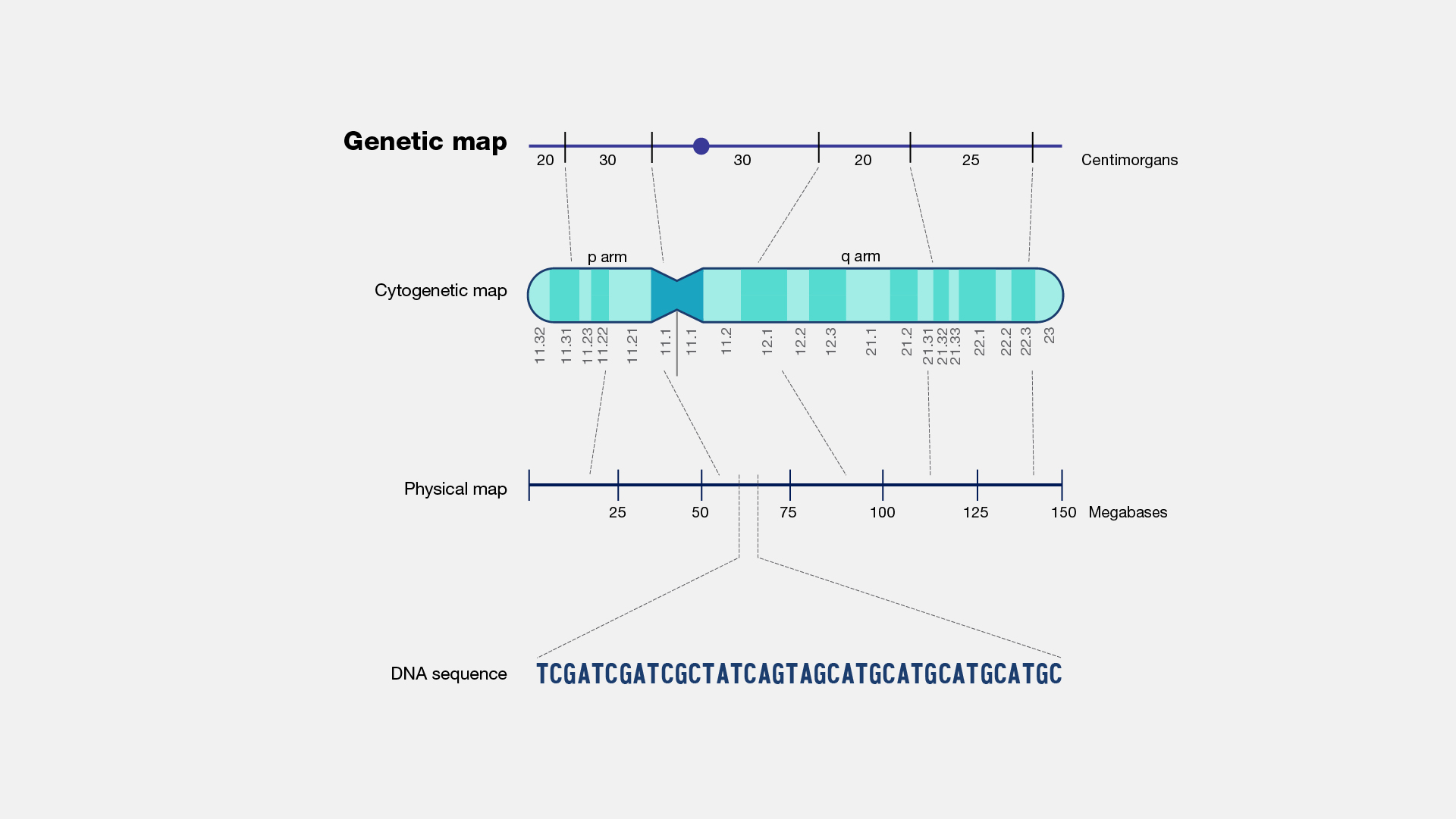 <p>a diagram showing the location of genes on a chromosome</p>