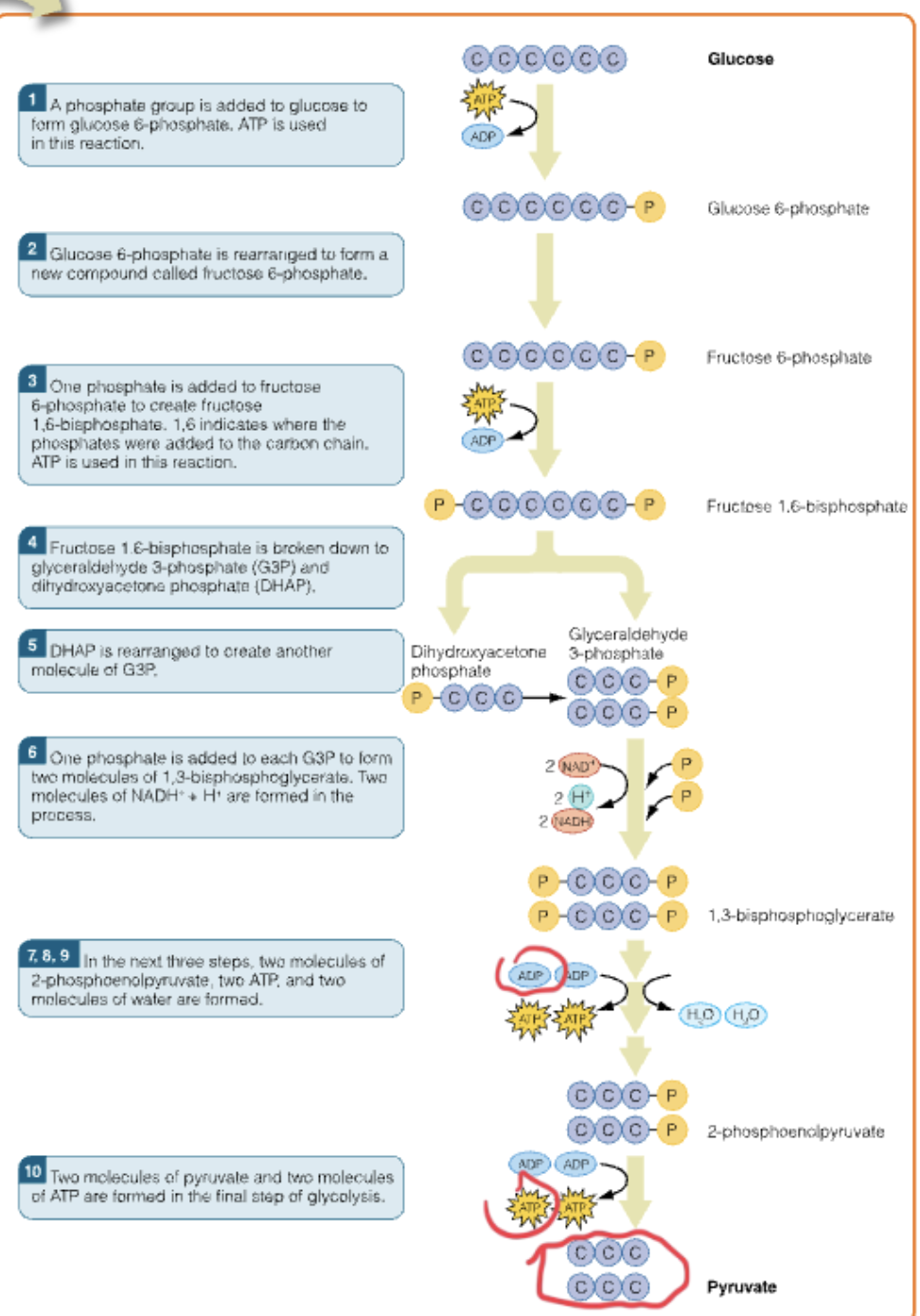 <ol><li><p>Phosphate group added to glucose to form glucose 6-phosphate.</p></li><li><p>Glucose 6-phosphate is rearranged to be fructose 6-phosphate (phosphofructokinase —PFK)</p></li><li><p>fructose-6-phosphate —&gt; fructose 1,6-biphosphate (one phosphate is added)</p></li><li><p>fructose 1,6-biphosphate broken down to G3P and DHAP</p></li><li><p>DHAP is rearranged so there are 2 molecules of G3P</p></li><li><p>2 G3P —&gt; 2 1,3-biphosphoglycerate (NADH+ and H+ formed too)</p></li><li><p>8,9: 92 molecules of 2-phosphoenolpyruvate, 2 ATp, and 2 H2O are formed</p></li><li><p>Final step of glycolysis forms 2 pyruvate and 2 ATP</p></li></ol><p></p>