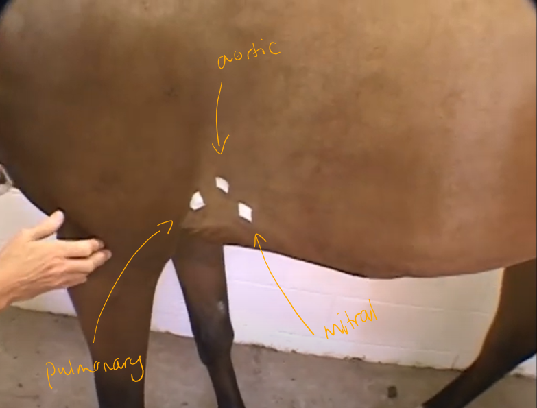 demonstration on the positions on left side of horse