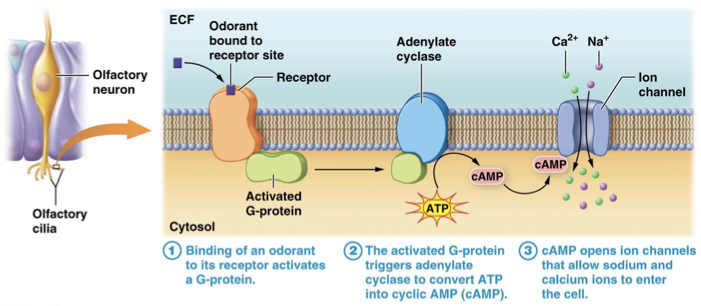 <p>Olfaction</p>