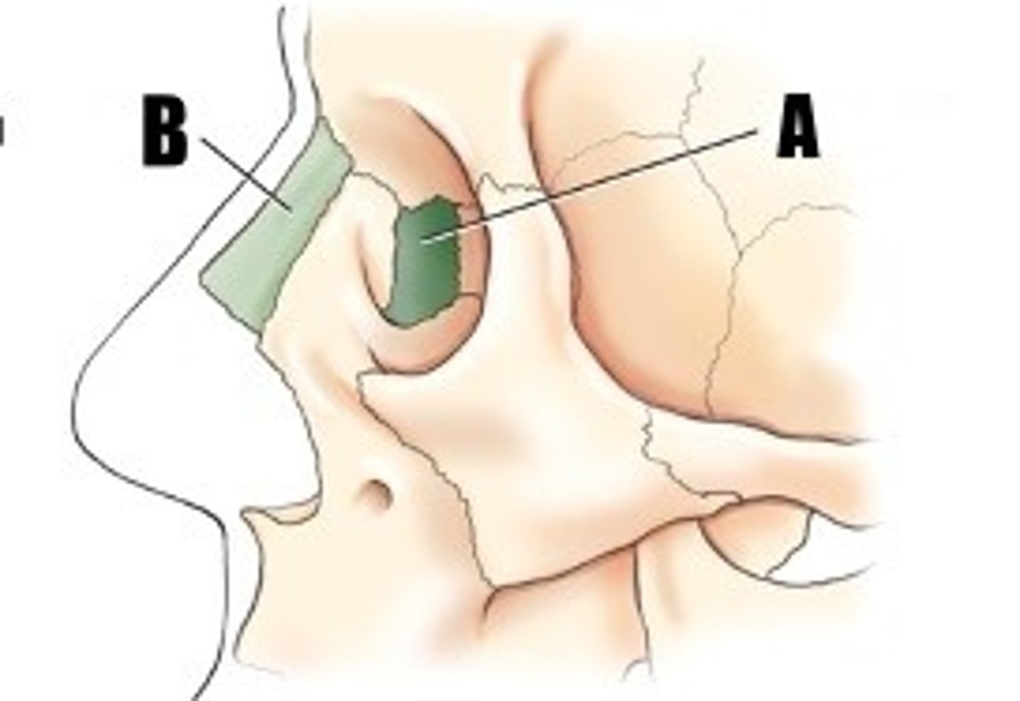 <p>what bone is A</p>