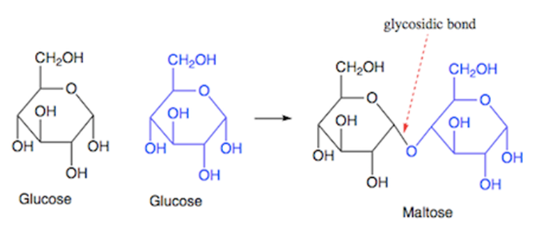 <ul><li><p>a disaccharide formed by joining of <strong>two glucose molecules </strong>via a glycosidic bond, as shown in the following diagram.</p></li><li><p>known as malt sugar </p></li><li><p>is formed as an intermediate in the intestinal digestion (inside the intestines) of starch and glycogen. </p></li><li><p>It is also found in germinating grains and some other vegetables.</p></li></ul><p></p>
