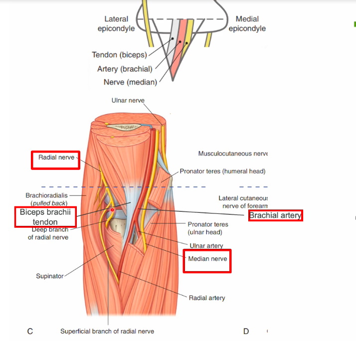 <p>“really need beer to be at my nicest” </p><ul><li><p>radial n (deep to brachialis) </p></li><li><p>biceps brachii tendon </p></li><li><p>brachial a. (and its terminal branches - ulnar and radial aa) </p></li><li><p>median nerve </p></li></ul><p></p>