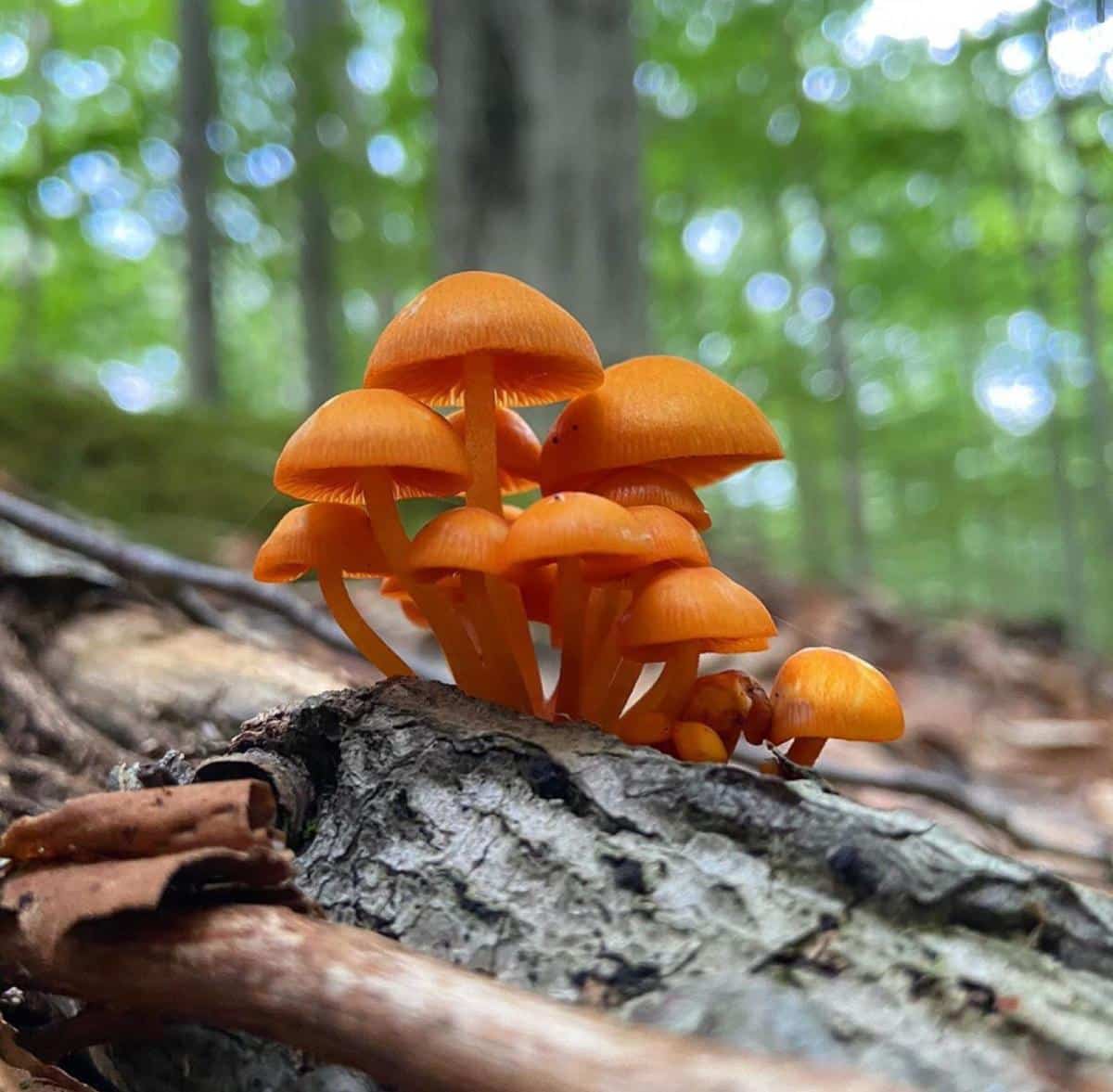 <p>What fungus is this? (Scientific name)</p>