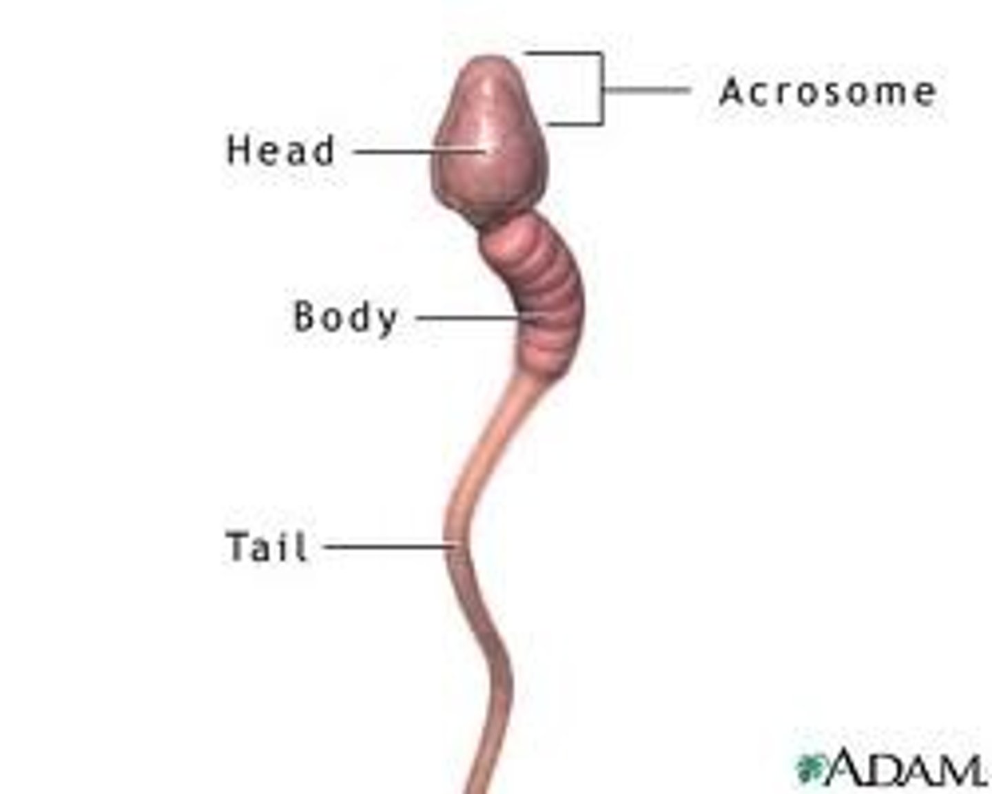 <p>A sex cell produced in the testes which carries genetic information from the male to the female egg. They have a tail to swim, lots of mitochondria for energy, and an acrosome which contains enzymes to digest through the egg membrane.</p>