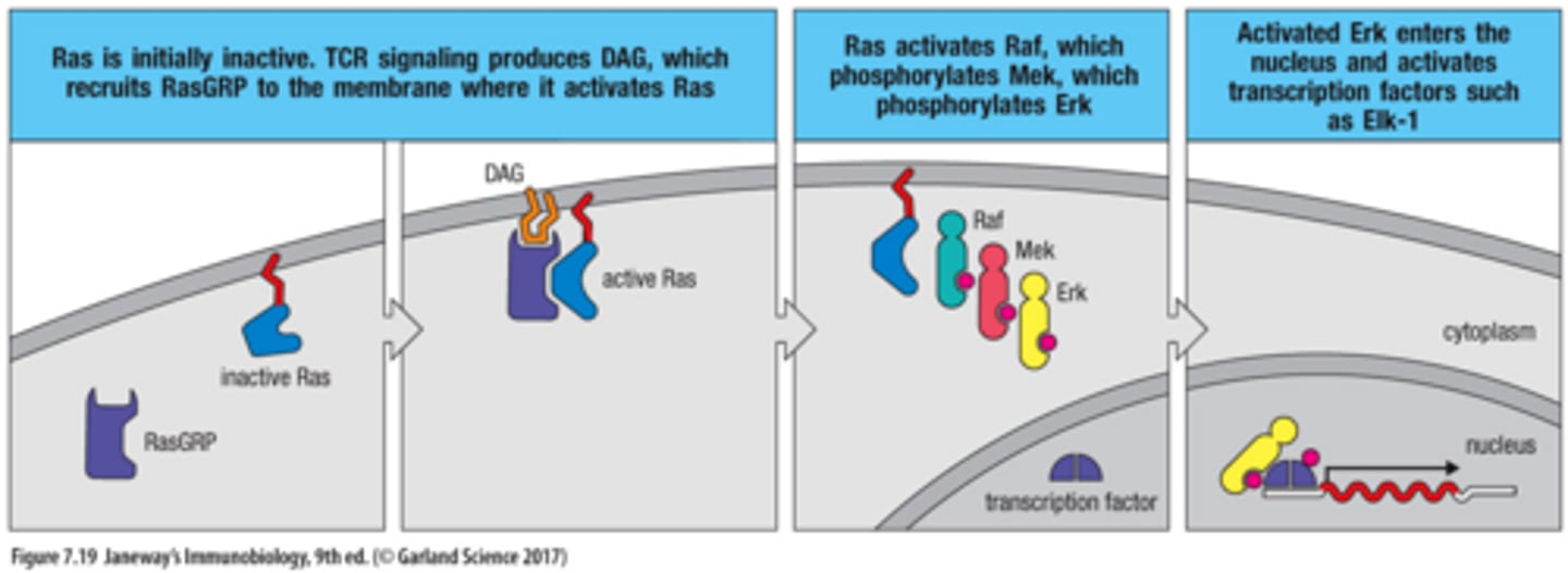<p>1. Ras in initially inactive. TCR signaling produces DAG, which recruits RasGRP to the membrane where it activates Ras</p><p>2. Ras activates Raf, which phosphorylates Mek, which phosphorylates Erk</p><p>3. Activated Erk enters the nucleus and activaes transcription factors such as Elk-1</p>