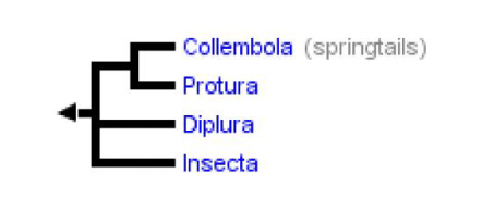 <ul><li><p>Collembola (springtails)</p></li><li><p>Protura</p></li><li><p>Diplura</p></li><li><p>Insecta</p></li></ul>