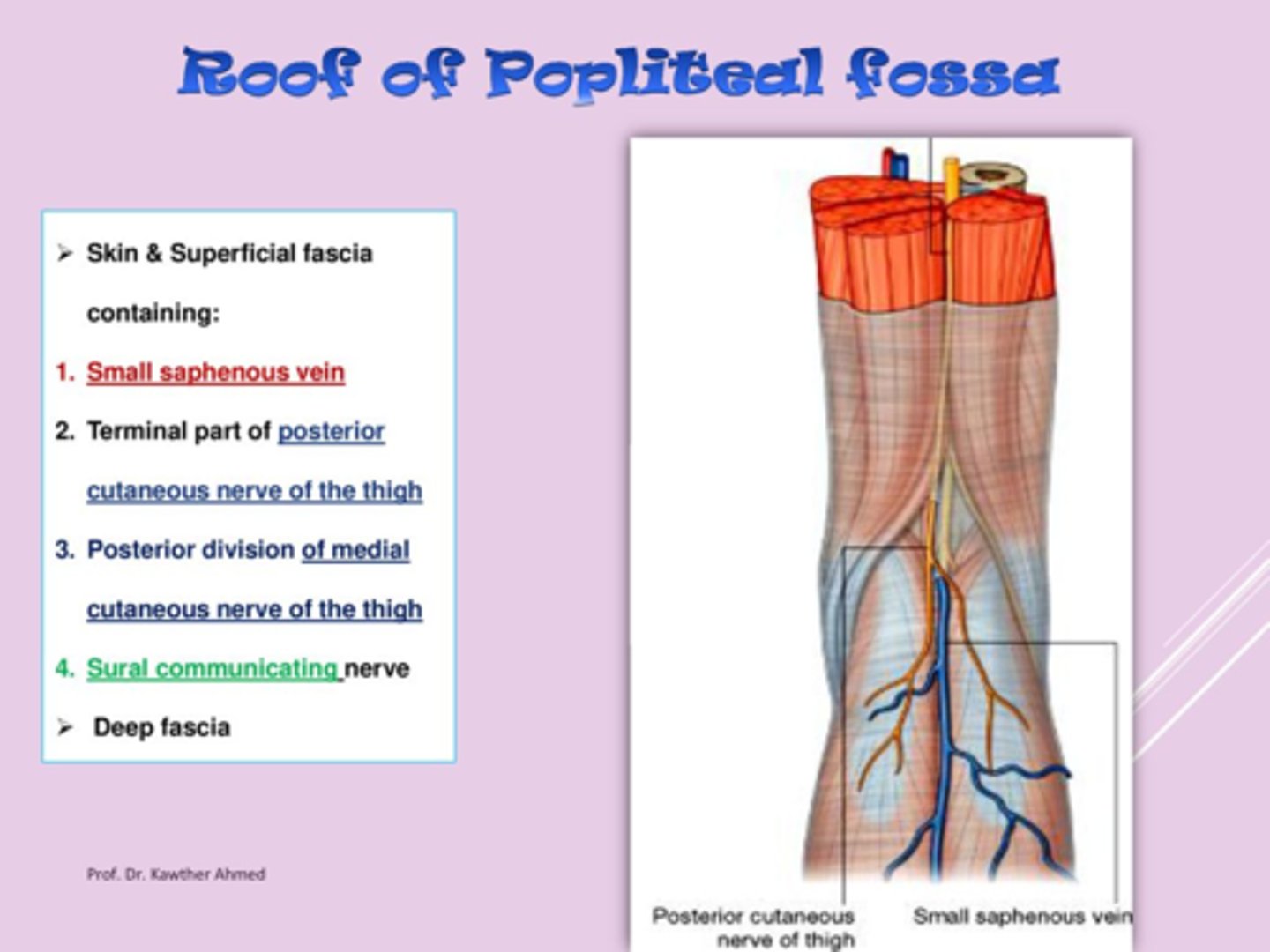 <p>A: Skin and fascia (including small saphenous vein and posterior cutaneous nerve of thigh)</p>