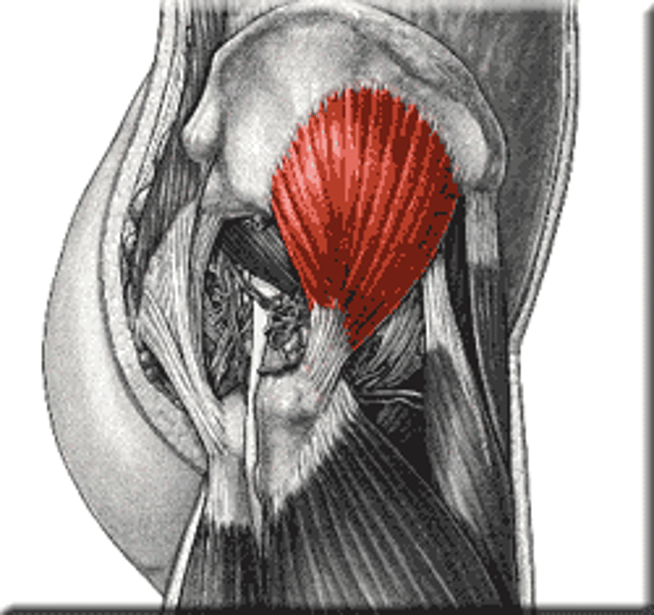 <p>-Origin From area in between the anterior gluteal line and inferior gluteal line of Gluteal surface ilium, under gluteus medius.</p><p>-Insertion Greater trochanter of the femur</p><p>-Nerve superior gluteal nerve (L4, L5, S1 nerve roots)</p><p>-Actions</p><p>=Works in concert with gluteus medius: abduction of the hip</p><p>=Medial rotation of thigh.</p><p>-Antagonist lateral rotator group</p>
