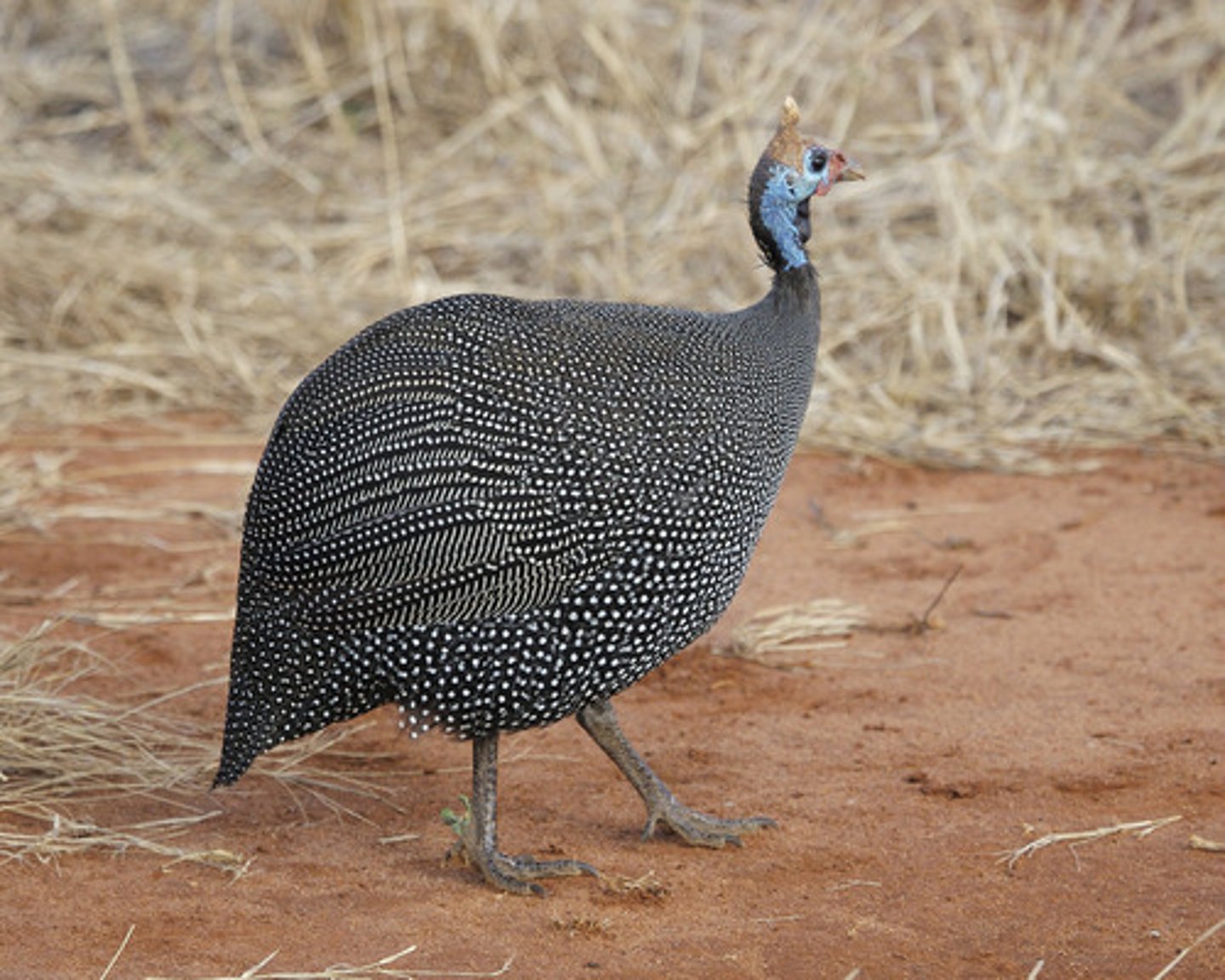 <p>a guinea fowl</p>