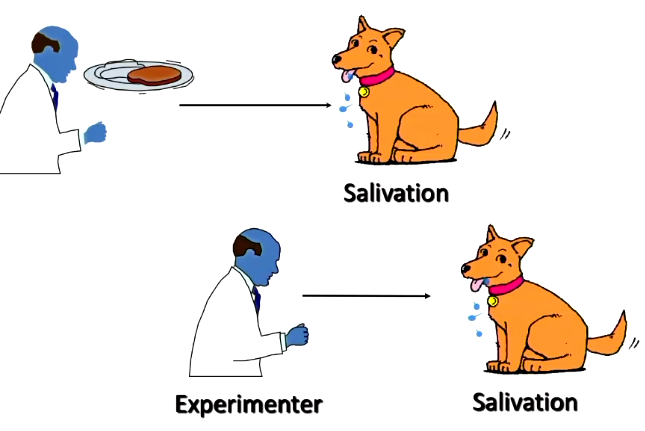 Learned association between whistle & food