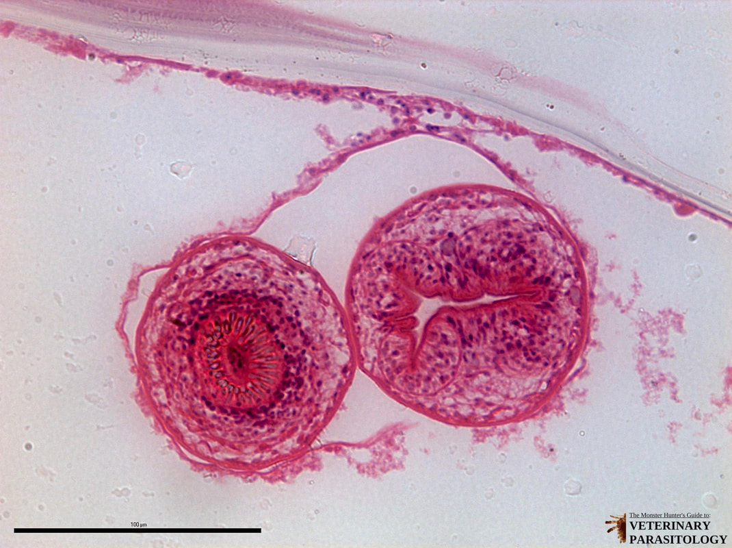 <p>in canine</p><p>ruminant, or human tissue, symptoms depend on ____ location/size (can include bone necrosis, organ problems, anaphylactic shock)</p><p>South CA, UT, Africa, Eruope, Eurasia, C/S America</p>