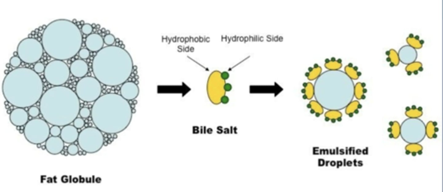 <p>• Amino Acid Conjugation &amp; Ionization convert Bile Acids into more water-soluble Bile Salts</p><p>• the actual participants in micelle formation</p><p>• Bile salts are Amphipathic (Hydrophobic &amp; Hydrophilic), which is important for forming Micelles</p>