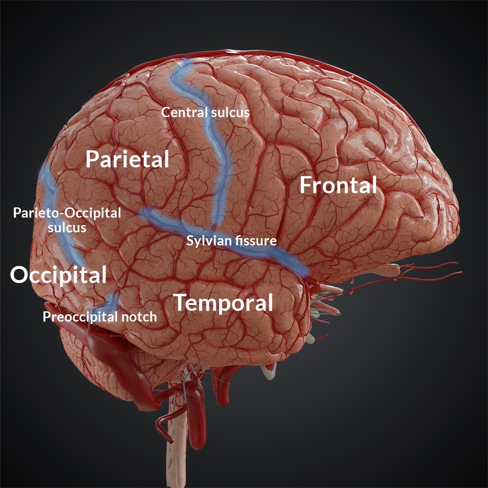 <p>Between the parietal and occipital lobes</p><p>Separates the the parietal and occipital lobes</p>