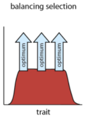 <p>multiple alleles are mantained</p><p></p>